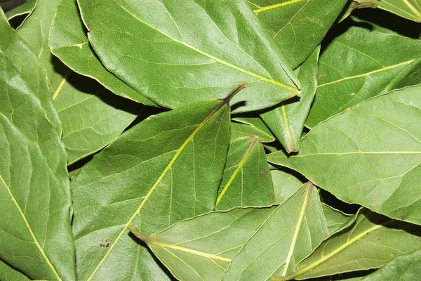 Defne yaprağı. Defne yaprağı arka plan. Kurutulmuş defne yaprağı doku arka plan.