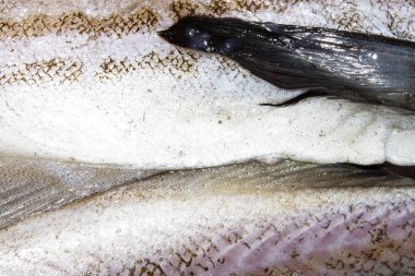 Pollock çiğ balık. Arka planını taze çiğ balık.