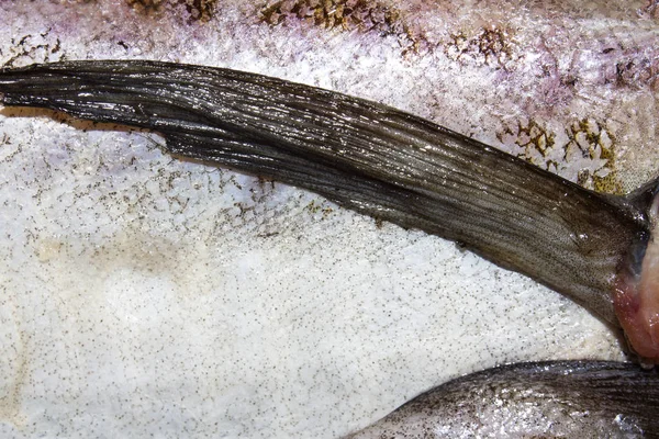 Pollock Ψάρι Ωμό Υπόβαθρο Του Φρέσκο Ωμό Ψάρι — Φωτογραφία Αρχείου