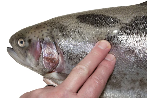 Свіжа Форель Перевірка Свіжості Риби — стокове фото