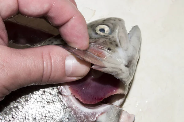 Fresh Trout Checking Freshness Fish — Stock Photo, Image