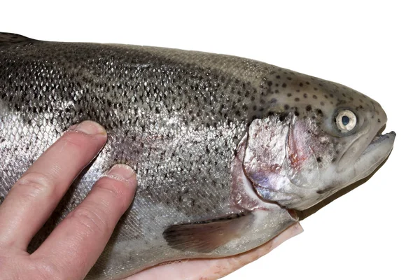 Fresh Trout Checking Freshness Fish — Stock Photo, Image