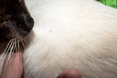 Hayvanlarda pireler. Siyam kedilerinde pireler.