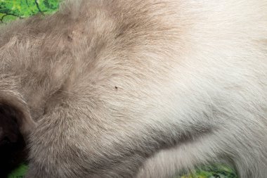 Hayvanlarda pireler. Siyam kedilerinde pireler.