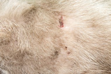 Hayvanlarda pireler. Siyam kedilerinde pireler.