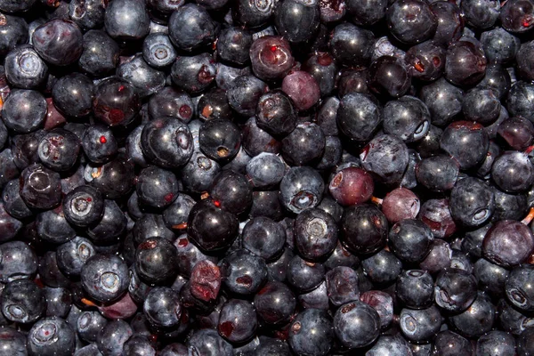 Mirtilos São Berries Background Floresta Madura Com Mirtilos Frescos — Fotografia de Stock