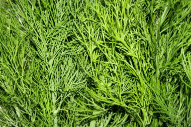 Dereotu.Taze yeşil dereotu. Dereotu arka plan üst görünümü.