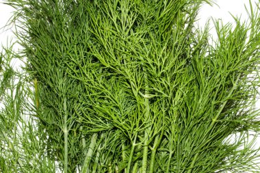 Dereotu.Taze yeşil dereotu. Dereotu arka plan üst görünümü.