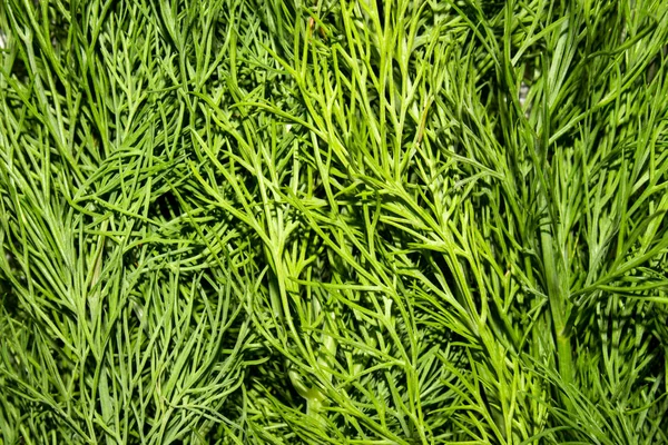 Dill Fresh Verde Dill Dill Fondo Vista Superior — Foto de Stock