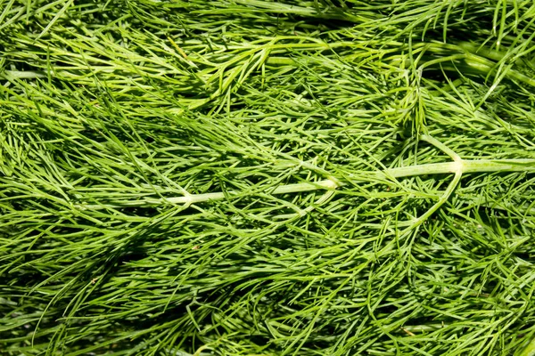 Dill Fresh Verde Dill Dill Fondo Vista Superior — Foto de Stock