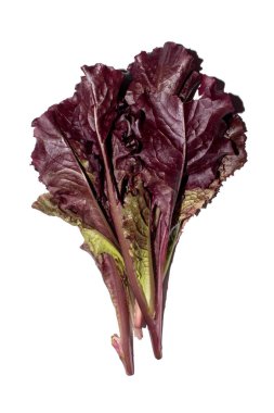 Kırmızı salata yaprakları. Salata arka planda bırakır. Taze marul.