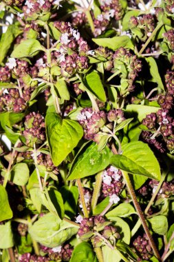 Kekik sıradan. Kekik arka plan. Çiçekli kekik sıradan.