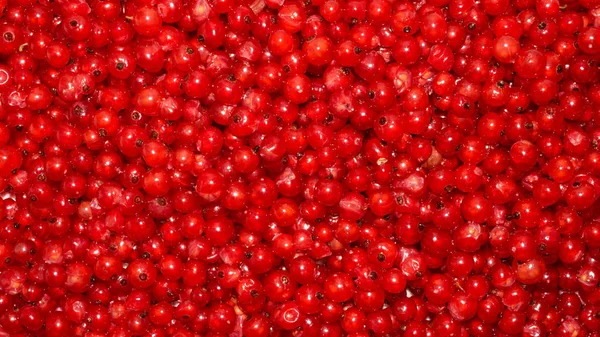 赤カラントの果実 赤いカラントの背景 — ストック写真