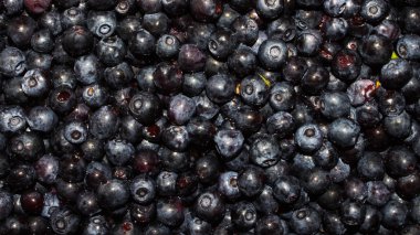 Yaban mersininin dokusu. Yaban mersini arka planı. Orman yaban mersini.