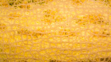 Kavunun dokusu. Kavun yüzeyinden arka plan.