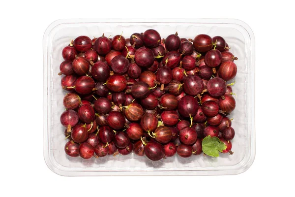 Rote Stachelbeeren Container Auf Weißem Hintergrund — Stockfoto