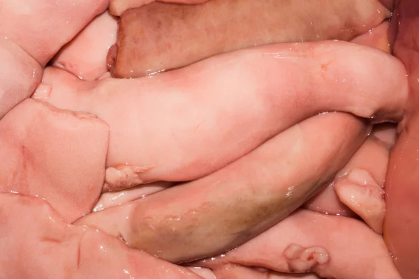 Glandulas Sexuais Peixes Masculinos Pratos Peixe — Fotografia de Stock