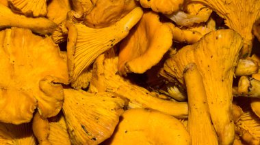 Taze orman mantarları chanterelles. Chanterelle mantarının arka planı.