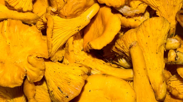 Fresh Forest Mushrooms Chanterelles Background Chanterelle Mushrooms — Stock Photo, Image