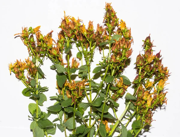 St. John's wort.Background of dried St. John's wort.