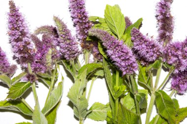 Naneli, uzun yapraklı. Beyaz arka planda çiçek açan nane..