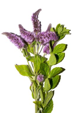 Naneli, uzun yapraklı. Beyaz arka planda çiçek açan nane..