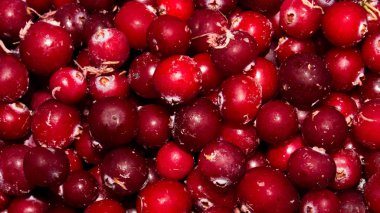 Orman böğürtlenkızılı. Kızılcık arka planı.