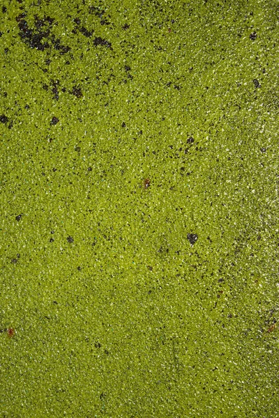 Текстура Іржавої Металевої Зеленої Фарби Старий Зелений Іржавий Фон — стокове фото