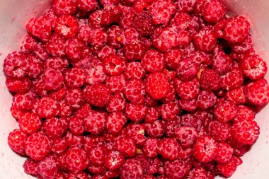 Ahududu ormanı meyvesi. Ahududu arkaplan manzaralı..