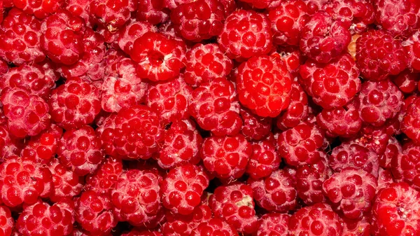 Raspberry Forest Berry Raspberry Background View — стокове фото