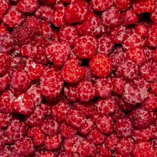 Raspberry Forest Berry Raspberry Background View — стокове фото