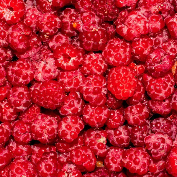 Raspberry Forest Berry Raspberry Background View — стокове фото
