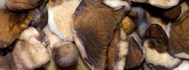 Taze tereyağlı mantar. Soyulmuş mantar ezmesi arkaplanı..