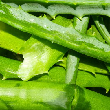 İlaç bitkisi aloe. Aloe 'nin arka planı..