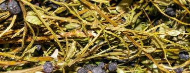 Kurutulmuş yaban mersini çalısı. Çay yapmak için kurutulmuş yaban mersini..