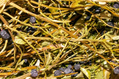 Kurutulmuş yaban mersini çalısı. Çay yapmak için kurutulmuş yaban mersini..