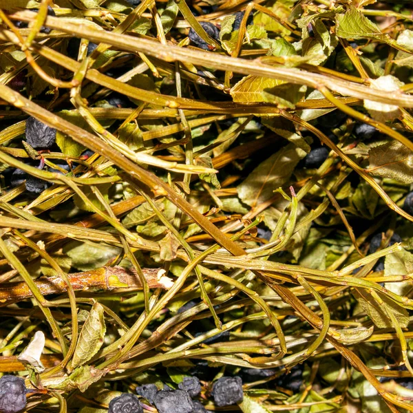 Kurutulmuş yaban mersini çalısı. Çay yapmak için kurutulmuş yaban mersini..