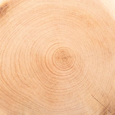 Bölümdeki ardıç ağacının dokusu. Ardıç ağacı arka planı..