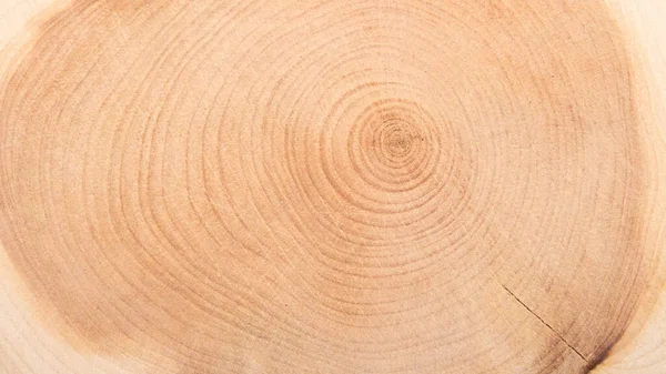 The texture of juniper wood in the section.Juniper tree background.