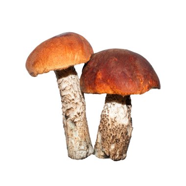 Mantar mantarı mantarı. Aspen mantarının arka planı..