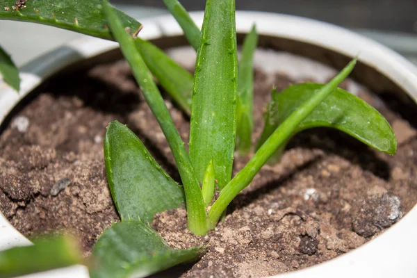 Aloe Vera is a medicinal plant that grows in the ground.Background of green aloe Vera plant.