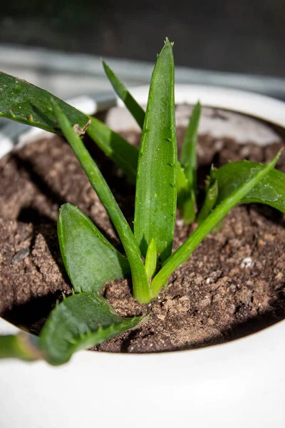 Aloès Vera Est Une Plante Médicinale Qui Pousse Dans Sol — Photo