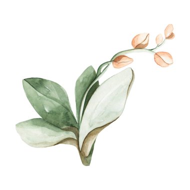 Orkide suluboya ihale şubesi. Tebrik kartı, davetiye, poster, afiş, baskı için izole basit çiçek.