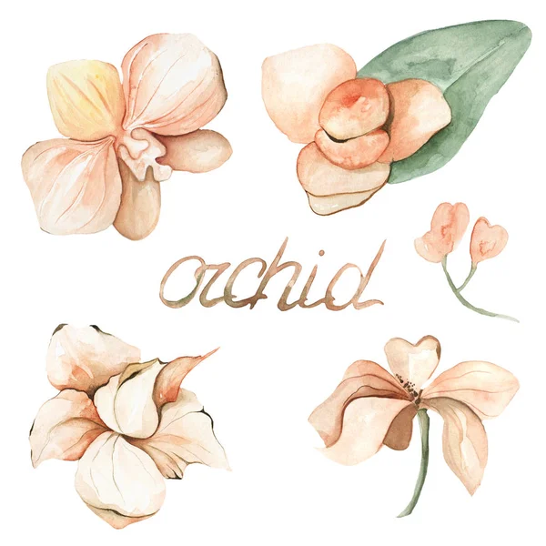Akvarel Soubor Orchidejí Izolované Ilustrace Orchidejí Nápisu — Stock fotografie