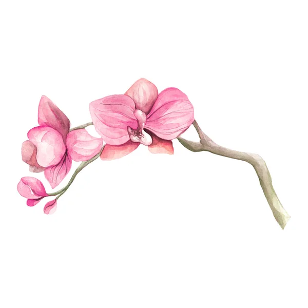 Orkide Suluboya parlak dalı. El çizilmiş tropikal phalaenopsis. Tebrik kartı, davetiye, poster, afiş, baskı için izole basit çiçek.