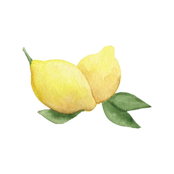 Limon suluboya kompozisyon. Elle çizilmiş illüstrasyon. Renkli limonlar.