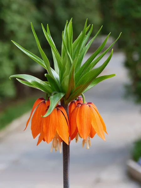 Crown Imperial Parelmoervlinder Bloem Closeup Fritillaria Imperialis — Stockfoto