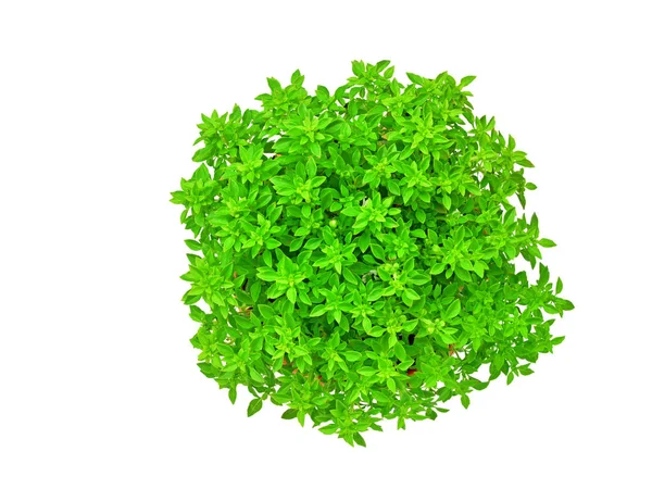 Cüce Yunan fesleğen izole beyaz arka plan (Ocimum Basilicum) üstten görünüm üzerinde toprak kap içinde