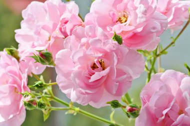 Yumuşak pembe bahçe güller