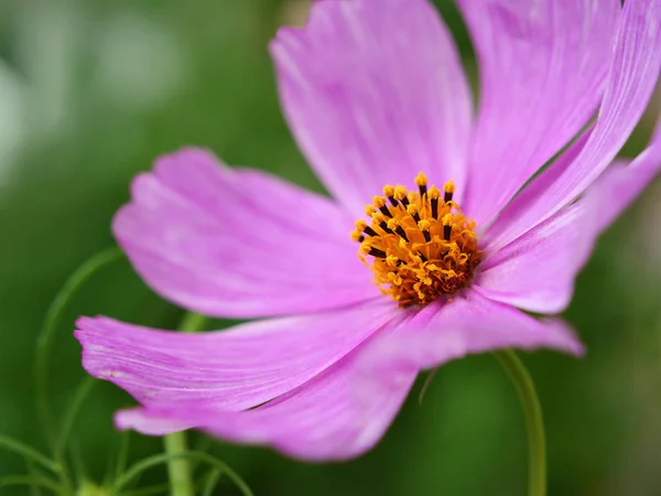 粉红色的宇宙花或墨西哥的紫色 浅的自由度集中在小花 Bipinnatus — 图库照片